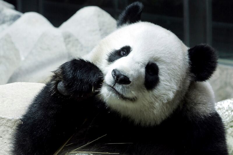th-china-panda.jpg