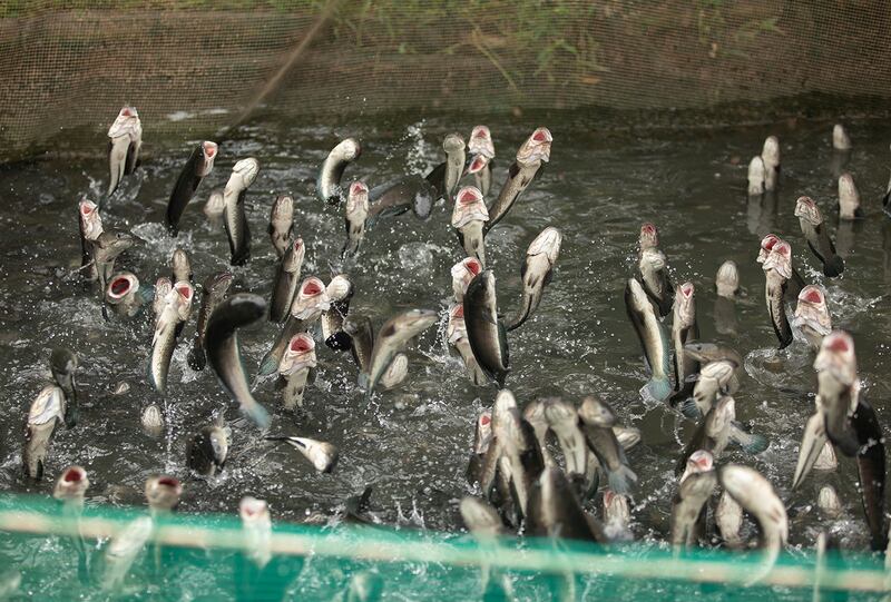 RFA-Mekong-plastic-pollution 2.jpg