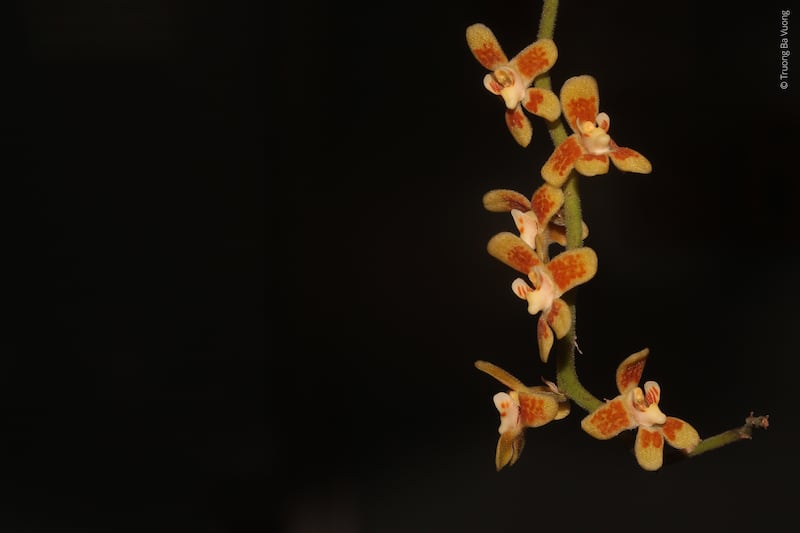 orchid.jpg