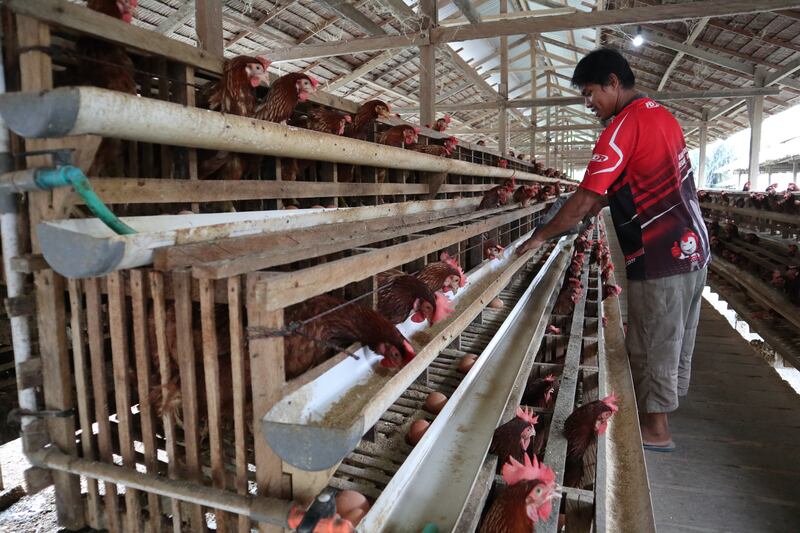 Rafli Aksa Chicken Farm.JPG
