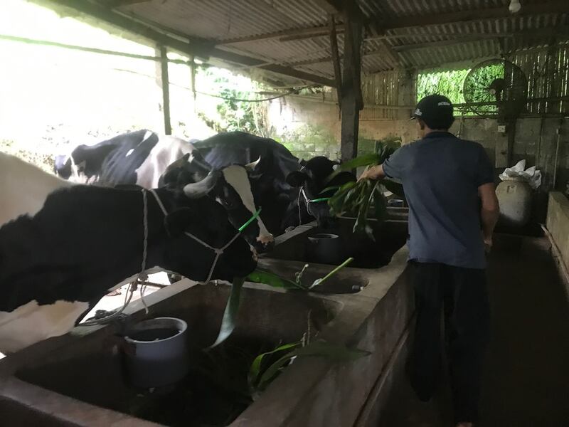 Sapi perah peliharaan Miftakhul Amin (46) peternak sapi di Desa Waturejo, Kecamatan Ngantang, Kabupaten Malang tengah menjalani pemulihan setelah terinfeksi PMK, 3 Juli 2022. [Eko Widianto/BenarNews]