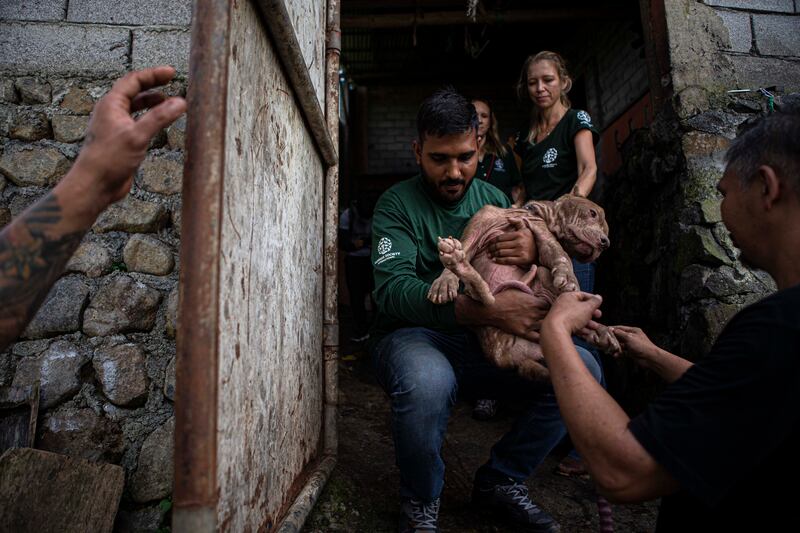Tim penyelamat hewan Humane Society International (HSI) mengendong seekor anjing yang diselamatkan dari rumah pemotongan anjing dan kucing di Kota Tomohon, Sulawesi Utara, 21 Juli 2023. Sebanyak 21 ekor anjing dan tiga ekor kucing diselamatkan oleh HSI menyusul dikeluarkannya Peraturan Daerah (Perda) nomor 01 tahun 2017 yang diperkuat dengan Instruksi Wali Kota Tomohon nomor 108/WKT/VI 2023 tentang pelarangan dan pemberhentian secara permanen penjualan anjing dan kucing untuk konsumsi manusia di Pasar Beriman Kota Tomohon. [Taufan Bustan/BenarNews]