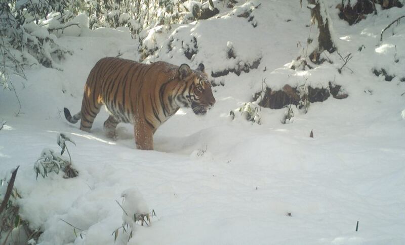 tiger-2.jpeg