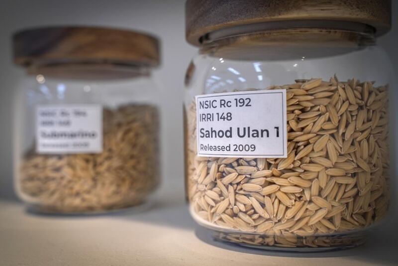 Varietas padi tahan iklim dipamerkan di International Rice Research Institute di Los Baños, Filipina, 19 Juli 2023. [Jojo Riñoza/BenarNews]