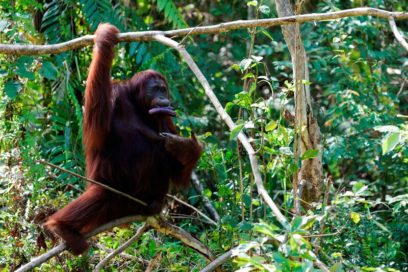 2023-03-22T010033Z_477612631_RC21QZ916VOK_RTRMADP_3_INDONESIA-CAPITAL-WILDLIFE.JPG