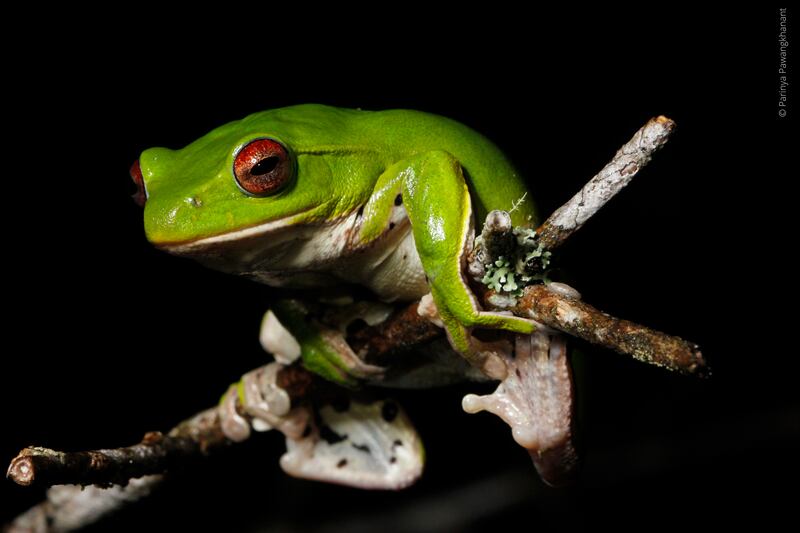 tree frog.jpg