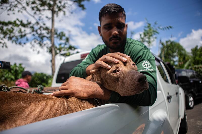 Anggota tim penyelamat hewan Humane Society International (HSI) bersama seekor anjing yang baru diselamatkan dari rumah pemotongan anjing dan kucing di Kota Tomohon, Sulawesi Utara, 21 Juli 2023. [Taufan Bustan/BenarNews]