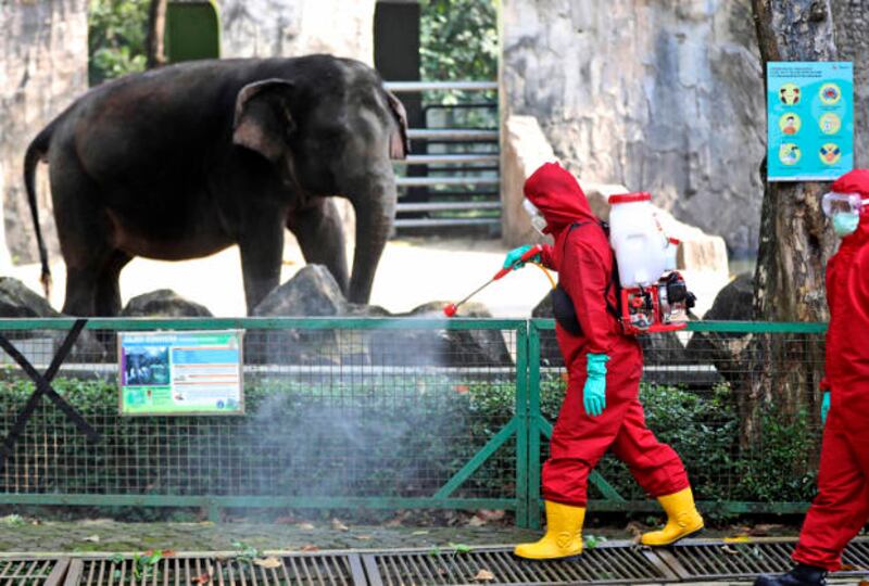 Seorang petugas menyemprotkan disinfektan di Kebun Binatang Ragunan, dalam persiapan dibukanya kembali lokasi tersebut pasca pelonggaran Pembatasan Sosial Berskala Besar (PSBB) di tengah wabah COVID-19, di Jakarta, 17 Juni 2020. [AP]