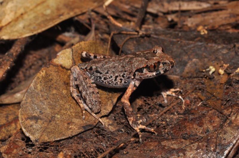 220131-TH-species-2.jpg