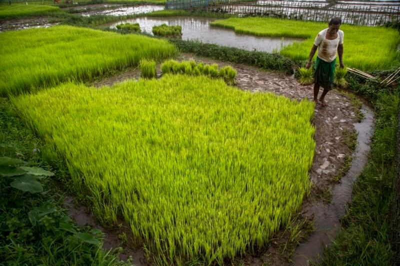 Seorang petani bekerja di sawah di pinggiran Gauhati, India, 30 Juli 2021. [Anupam Nath/AP]