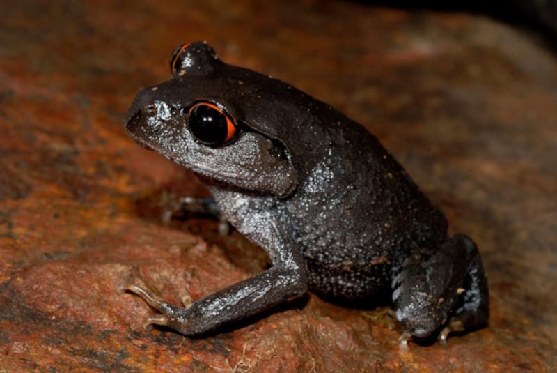 220131-TH-species-12.jpg