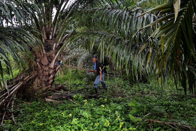 ID-Plantation-pic.jpg