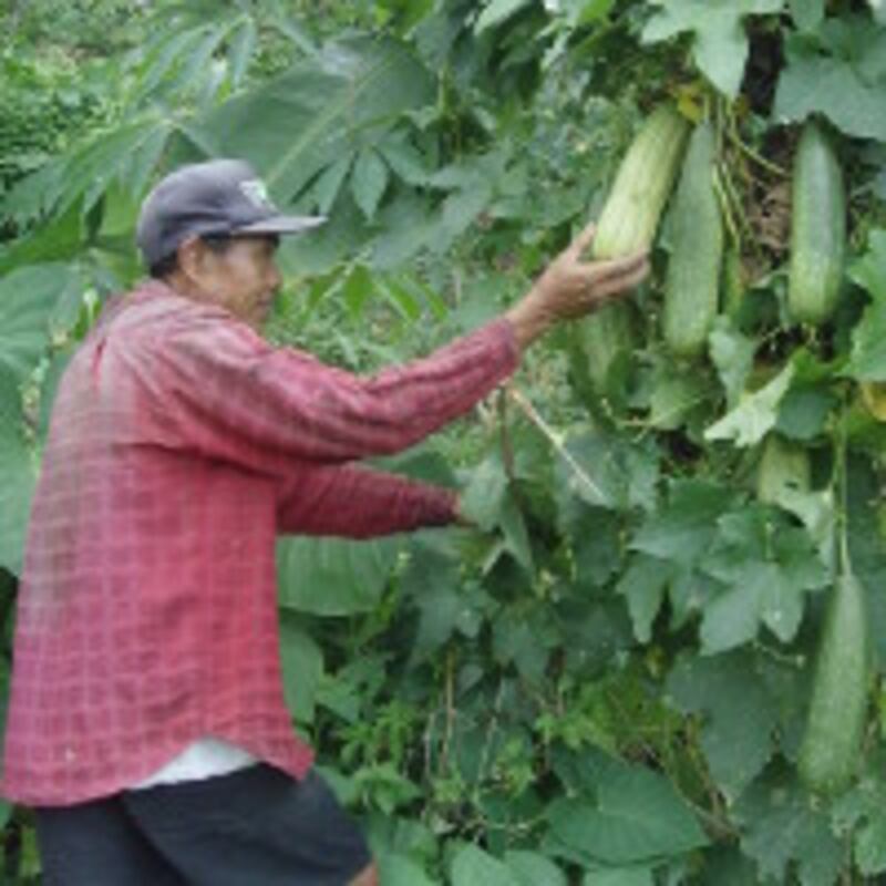 Heri Sutopo berkebun dibelakang halaman rumah di Sleman, Yogyakarta, tanggal 5 April, 2014.