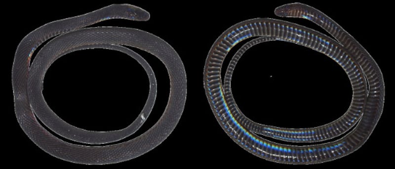 220131-TH-species-13.jpg