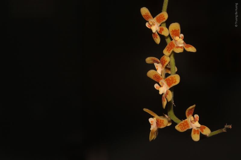 orchid.jpg