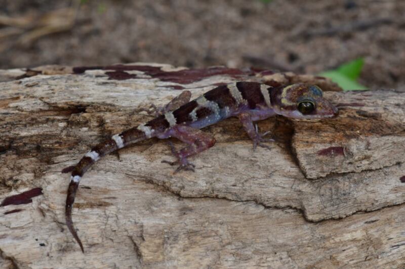 220131-TH-species-3.jpg