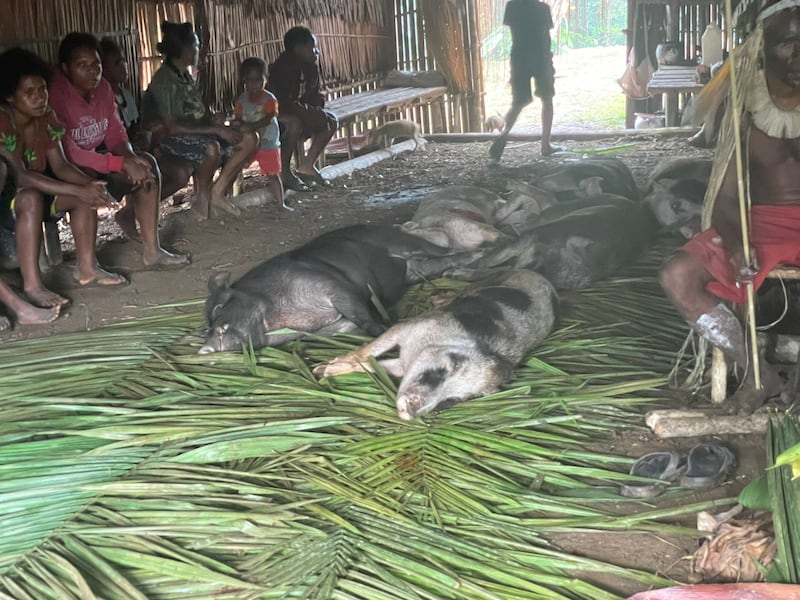 Indonesia-Papua-pig-sacred-feast 4.JPG