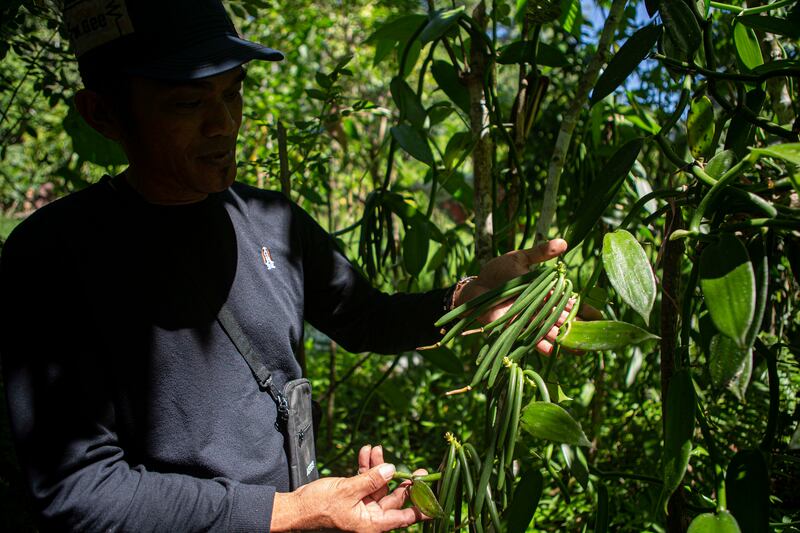 Abter Tendesabu memperlihatkan tanaman fanili yang tumbuh subur di kebun miliknya di Desa Langko, Kecamatan Lindu, Kabupaten Sigi, Sulawesi Tengah, 22 Juni 2023. Sejak dulu, To Lindu sudah tahu mana tanaman yang tidak merusak hutan namun bisa memberikan penghasilan bagi mereka. Selain cokelat atau kakao, mayoritas To Lindu juga menggandalkan tanaman fanili. [Taufan Bustan/BenarNews]