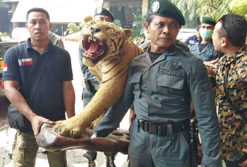 Petugas membawa barang bukti harimau yang diawetkan di Kementerian Lingkungan Hidup dan Kehutanan di Jakarta, 30 April 2018. (Keisyah Aprilia/Berita Benar) 