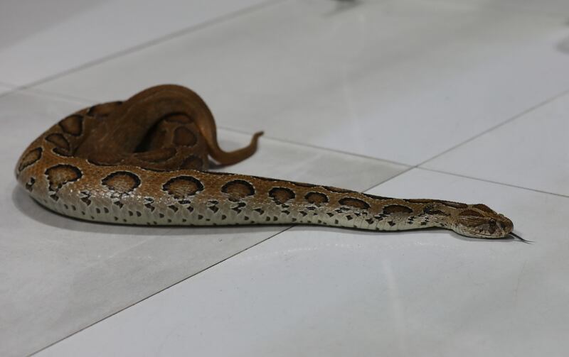 29 BD-snake2.jpg