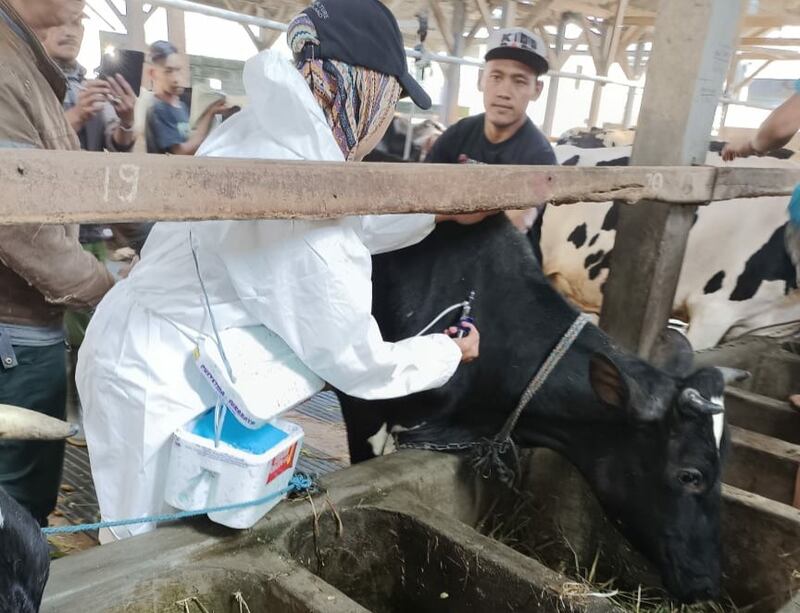 Petugas melakukan vaksinasi sapi perah milik anggota koperasi unit desa setempat, di Kecamatan Ngantang, Kabupaten Malang, Jawa Tiimur. [Foto: KUD Sumber Makmur]
