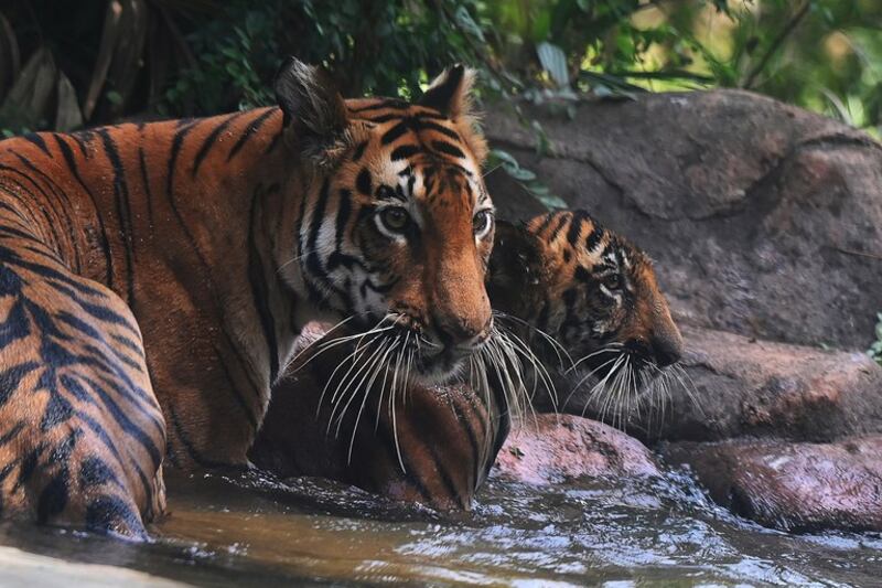 tiger-3.jpeg