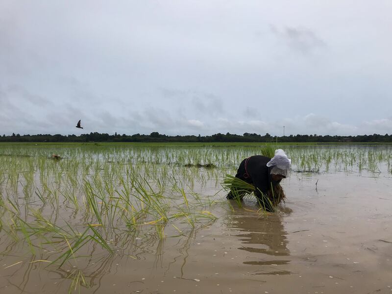 TH-deepsouth-rice-02.jpg