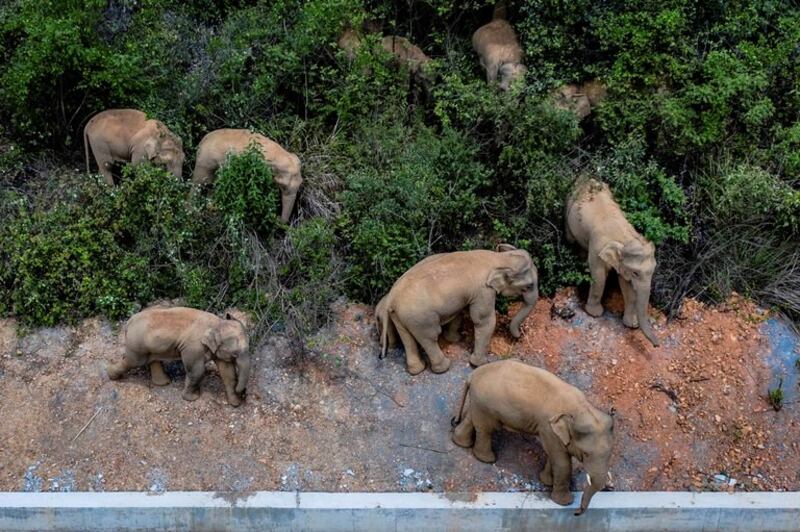 27-elephant-2.jpg