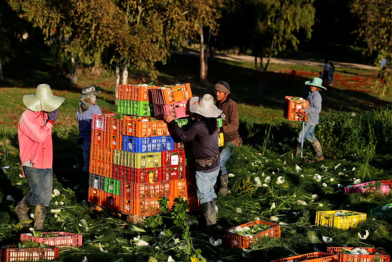 2017-02-07T120000Z_173887352_RC19C1582900_RTRMADP_3_ISRAEL-AGRICULTURE.JPG