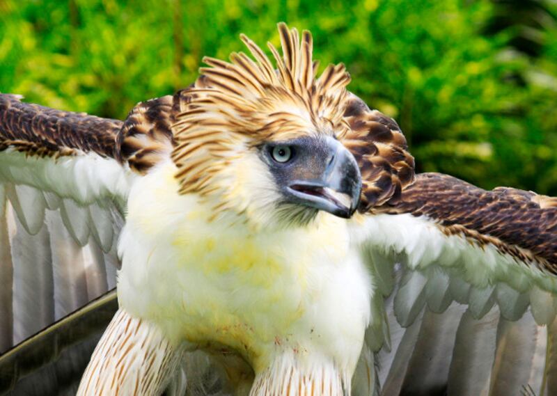 Phil Eagle 2.jpg