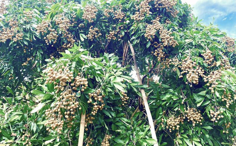 TH-CH-economy-longan-industry 3.jpg