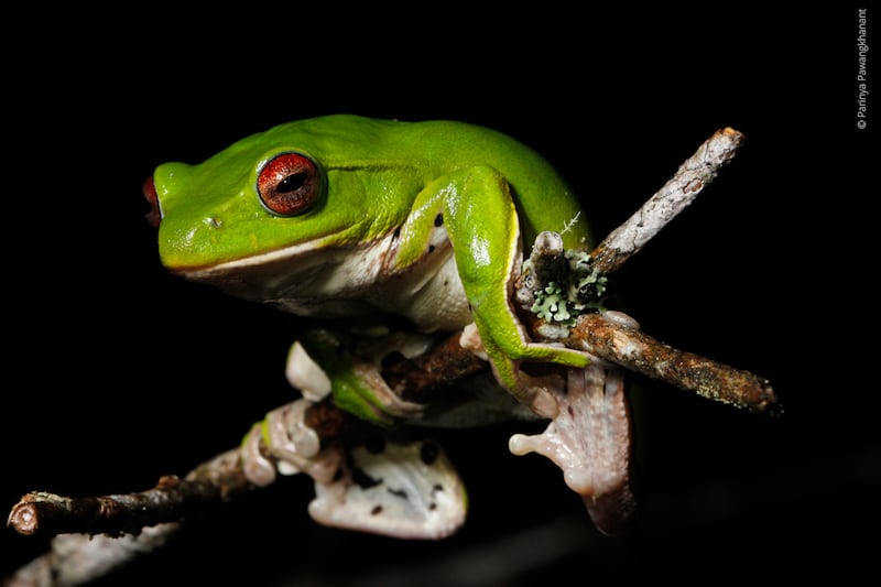 tree frog.jpg