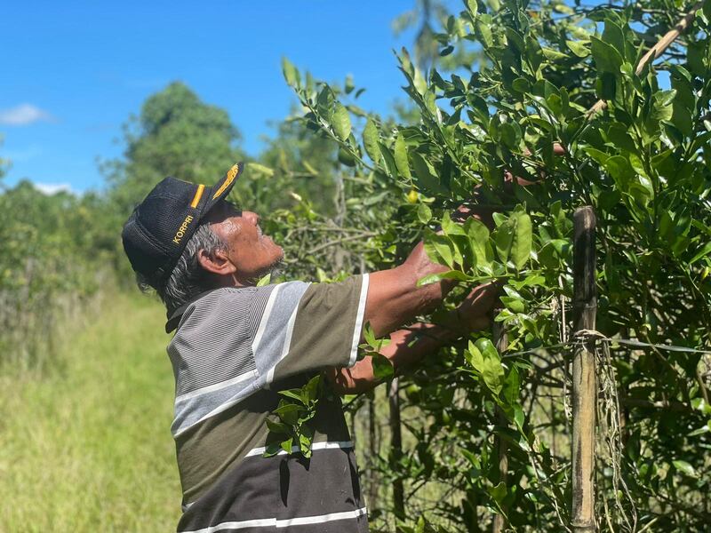 Pramono Suharjono, yang bertransmigrasi ke Papua pada tahun 1986, sedang memanen jeruk di lahannya di Arso II di Kabupaten Keerom, 1 November 2024. [Victor Mambor/BenarNews]