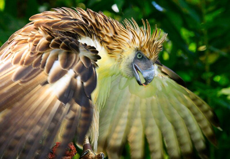 211207-PH-eagle-inside.jpg