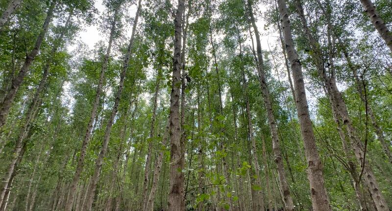philippines-mangrove-forest 2.png