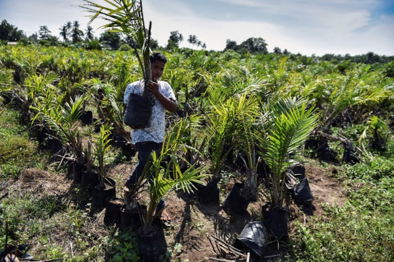 A worker prepares to plant a palm oil tree at a plantation in Meulaboh in West Aceh regency on Indonesia's Sumatra island, March 28, 2019. [AFP]