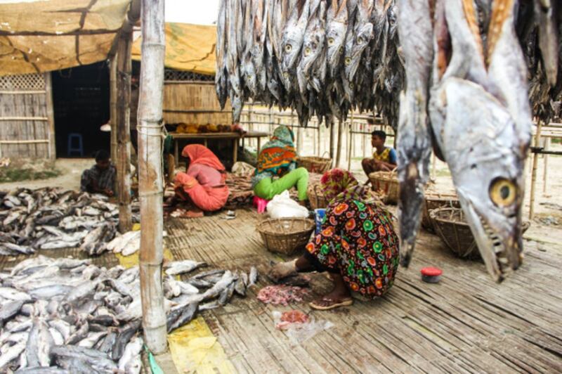Rohingya refugees work at a fish farm in Cox's Bazar, Bangladesh, Oct. 31, 2017. (Rohit Wadhwaney/BenarNews)