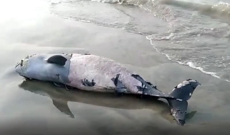 dolphin2.jpg