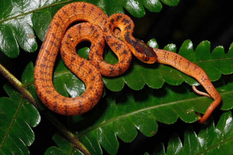 220131-TH-species-5.jpg