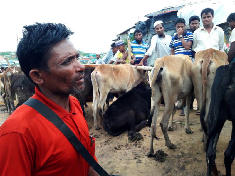 উখিয়ার কুতুপালংয়ের মধুরছড়ায় বিক্রির জন্য গরু নিয়ে এসেছেন রোহিঙ্গা ব্যবসায়ী দ্বীন মোহম্মদ। ২১ আগস্ট ২০১৮।