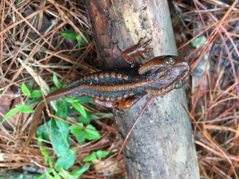 220131-TH-species-9.jpg