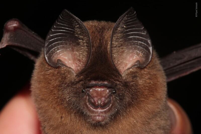 bat.jpg
