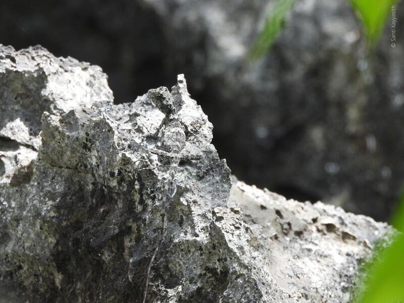 karst lizard.jpg